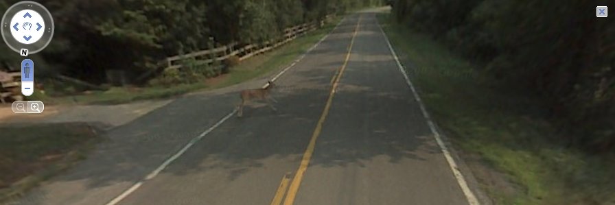 google maps car hits deer. Recorded: Google maps car hits a deer