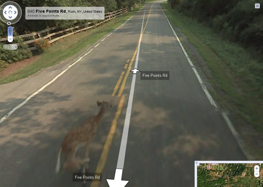 google maps car hits deer. Recorded: Google maps car hits a deer